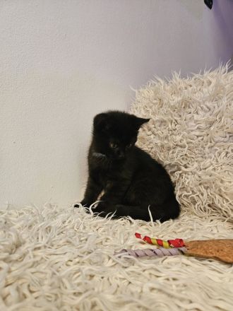 Zwei Kater abzugeben / 11Wochen