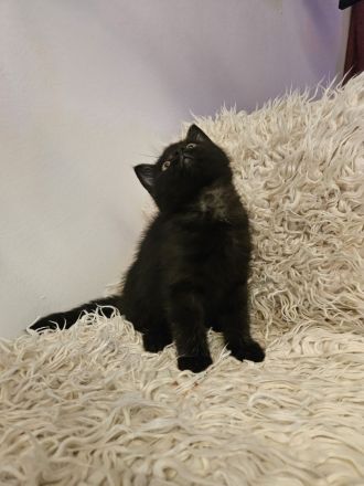 Zwei Kater abzugeben / 11Wochen