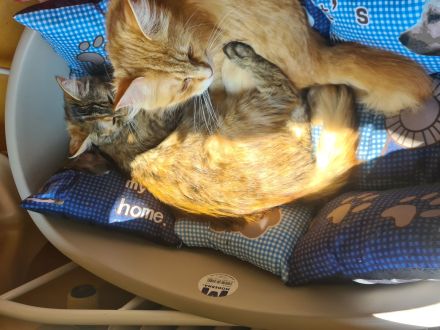 Mutter und Tochter, Reinrassige Maine Coon, nur zusammen abzugeben