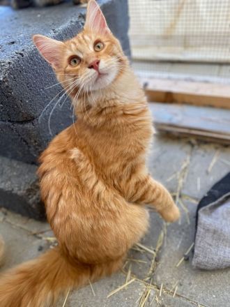 Mutter und Tochter, Reinrassige Maine Coon, nur zusammen abzugeben