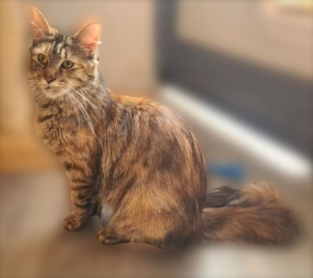 Mutter und Tochter, Reinrassige Maine Coon, nur zusammen abzugeben