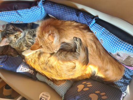 Mutter und Tochter, Reinrassige Maine Coon, nur zusammen abzugeben