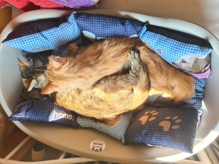 Mutter und Tochter, Reinrassige Maine Coon, nur zusammen abzugeben