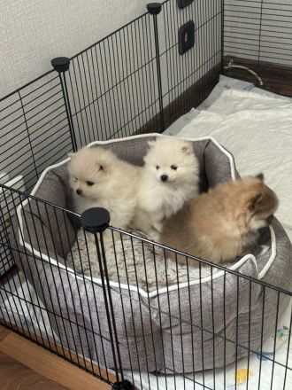 Süße reinrassige Pomeranian Zwergspitz Welpen