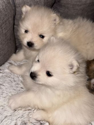 Süße reinrassige Pomeranian Zwergspitz Welpen