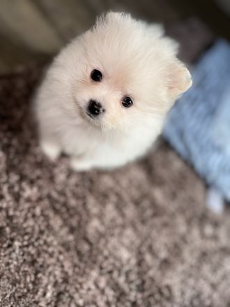 Süße reinrassige Pomeranian Zwergspitz Welpen