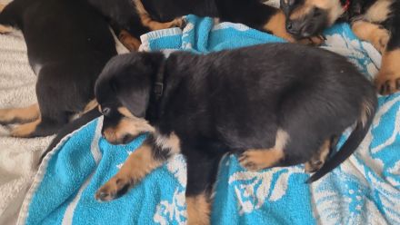 Süße Rottweiler x Schweizer sennen mix Welpen