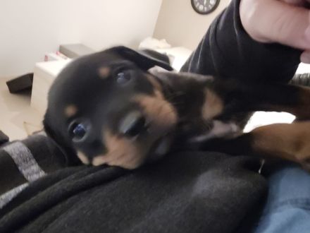 Süße Rottweiler x Schweizer sennen mix Welpen