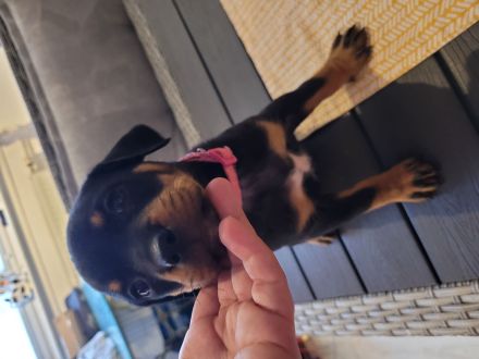 Süße Rottweiler x Schweizer sennen mix Welpen