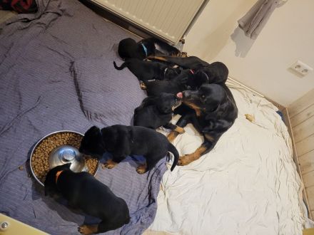 Süße Rottweiler x Schweizer sennen mix Welpen