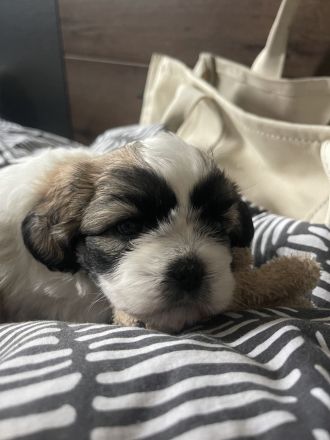 Wunderschöne Welpen suchen bald ein neues Zuhause. :)