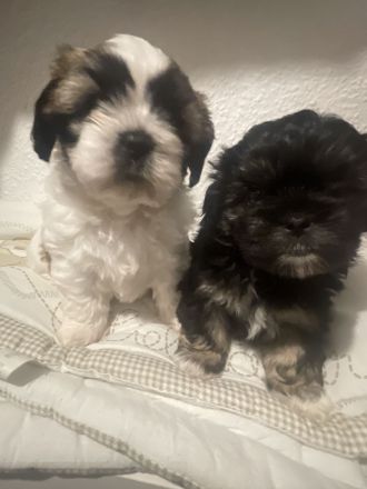 Wunderschöne Welpen suchen bald ein neues Zuhause. :)