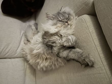 Britische Langhaar Kater( Preis vorschlagen gerne)