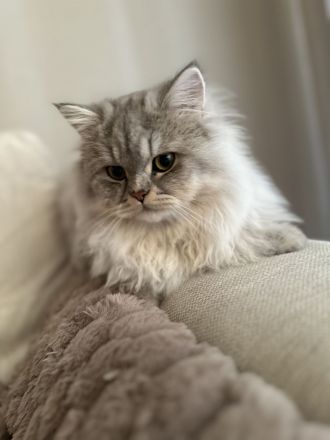 Britische Langhaar Kater( Preis vorschlagen gerne)