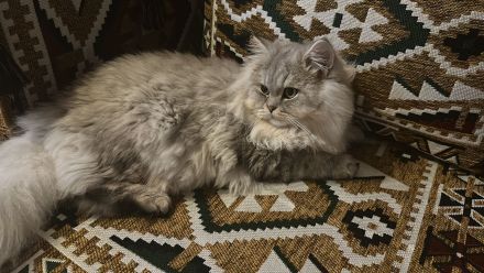 Britische Langhaar Kater( Preis vorschlagen gerne)