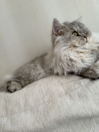 Britische Langhaar Kater( Preis vorschlagen gerne)