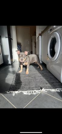 Pocket Bully Welpe Tri Colour Weibchen