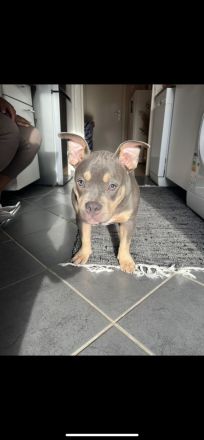 Pocket Bully Welpe Tri Colour Weibchen