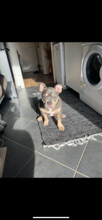 Pocket Bully Welpe Tri Colour Weibchen