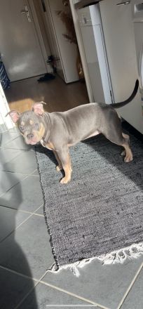 Pocket Bully Welpe Tri Colour Weibchen