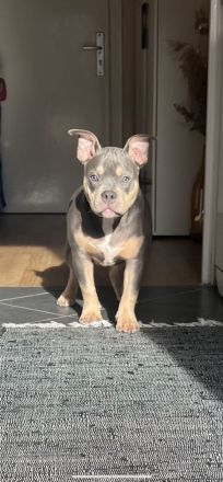 Pocket Bully Welpe Tri Colour Weibchen