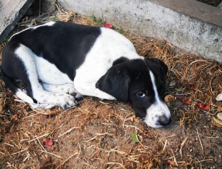 Verkaufe Russische Bracke gekreuzt mit Deutschem Wachtel Hund