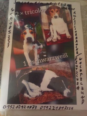 Verkaufe Russische Bracke gekreuzt mit Deutschem Wachtel Hund