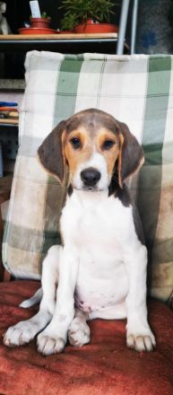 Verkaufe Russische Bracke gekreuzt mit Deutschem Wachtel Hund