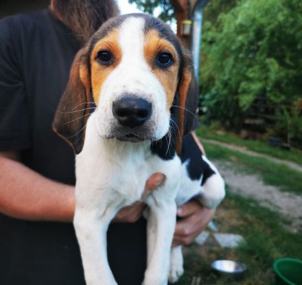 Verkaufe Russische Bracke gekreuzt mit Deutschem Wachtel Hund