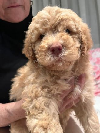 Lagotto Romagnolo
