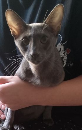 Orientalische Kurzhaar Katzen zum verkaufen