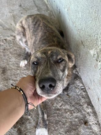 Amelie, lieb und gutmütig