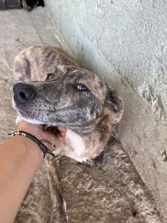 Amelie, lieb und gutmütig