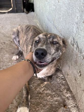 Amelie, lieb und gutmütig