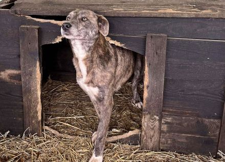 Amelie, lieb und gutmütig