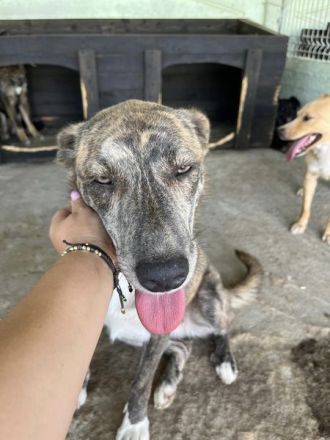 Amelie, lieb und gutmütig