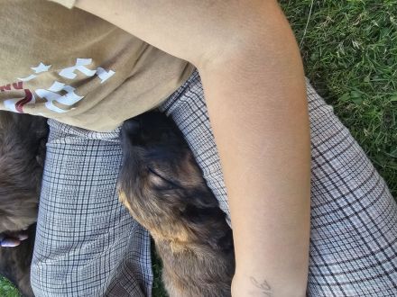 Briard x Harzer Fuchs Welpen