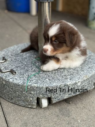 Australian Shepherd Welpen