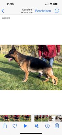 Schäferhund Deckrüde