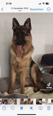 Schäferhund Deckrüde