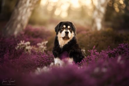 Neue DO KHYI Zuchtstätte in Österreich