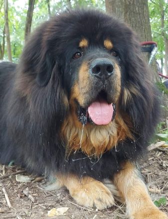 Neue DO KHYI Zuchtstätte in Österreich