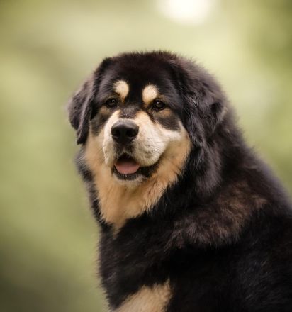 Neue DO KHYI Zuchtstätte in Österreich