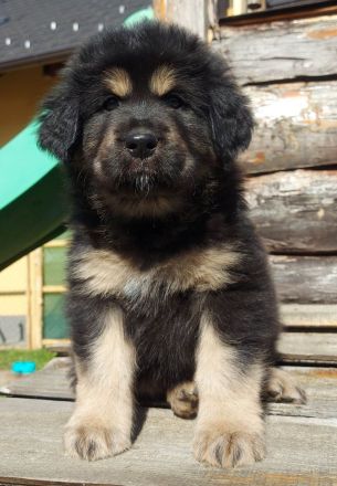 Neue DO KHYI Zuchtstätte in Österreich