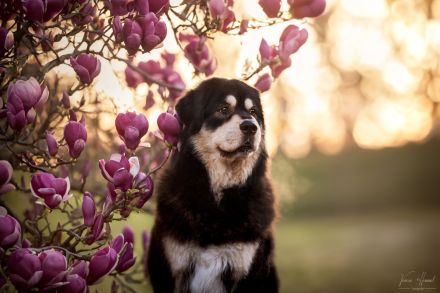 Neue DO KHYI Zuchtstätte in Österreich