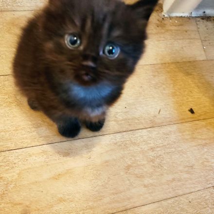 Britisch Kurzhaar Kater