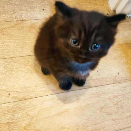 Britisch Kurzhaar Kater