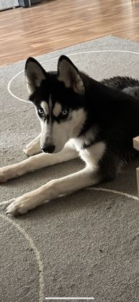 Husky rüde.
