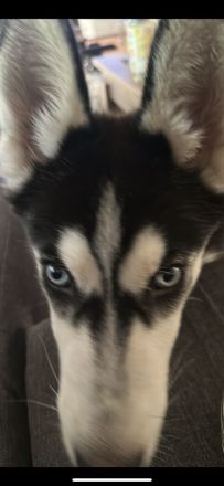 Husky rüde.