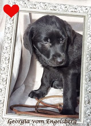 ❤️Wunderschöne Labrador Welpen mit Papieren / Ahnentafel aus Vereinszucht